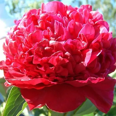 Пион ИНСПЕКТОР ЛАВЕРН травянистый в Истре