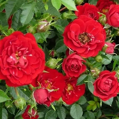 Саженцы роз РЕД КАСКАД почвопокровная  Саженцы роз РЕД КАСКАД почвопокровная в Истре