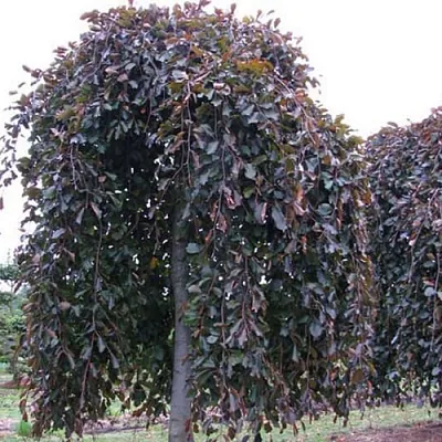 Бук  Бук в Истре