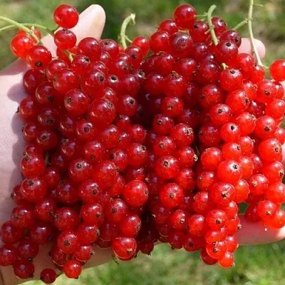 Смородина красная РЕД ПУЛ  Смородина красная РЕД ПУЛ в Истре