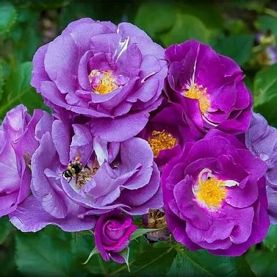 Саженцы роз РАПСОДИЯ ИН БЛЮ шраб  Саженцы роз РАПСОДИЯ ИН БЛЮ шраб в Истре