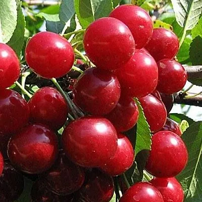 Вишня ГЛУБОКСКАЯ в Истре