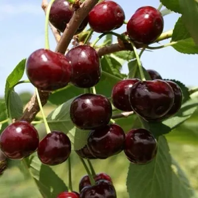 Вишня ГРИОТ БЕЛОРУССКИЙ в Истре