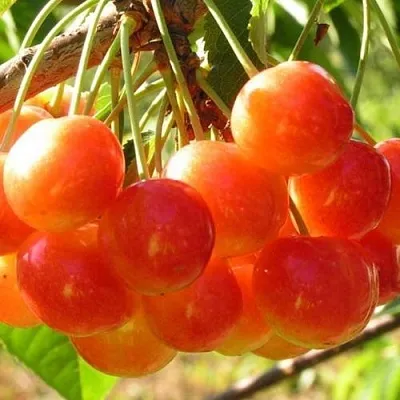 Черешня СОПЕРНИЦА  Черешня СОПЕРНИЦА в Истре