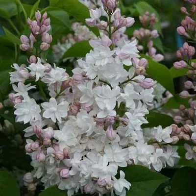 Сирень КРАСАВИЦА МОСКВЫ  Сирень КРАСАВИЦА МОСКВЫ в Истре