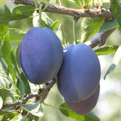 Слива СТЭНЛИ в Истре