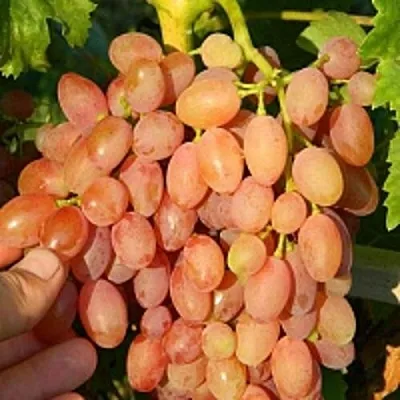 Виноград КИШМИШ ЛУЧИСТЫЙ  Виноград КИШМИШ ЛУЧИСТЫЙ в Истре