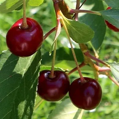 Дюк НАДЕЖДА  Дюк НАДЕЖДА в Истре