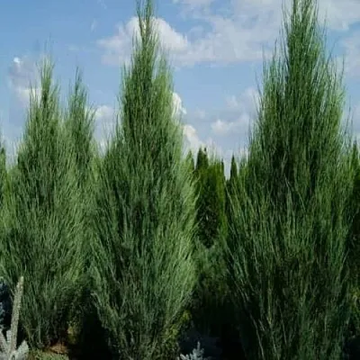 Можжевельник СКАЙРОКЕТ скальный  Можжевельник СКАЙРОКЕТ скальный в Истре