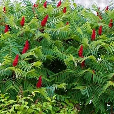 Сумах в Истре