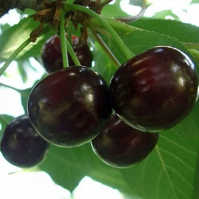 Дюк КСЕНИЯ (ЧЕРЕВИШНЯ)  Дюк КСЕНИЯ (ЧЕРЕВИШНЯ) в Истре