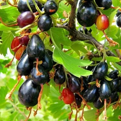 Смородина золотистая БОКАЛИНСКАЯ  Смородина золотистая БОКАЛИНСКАЯ в Истре