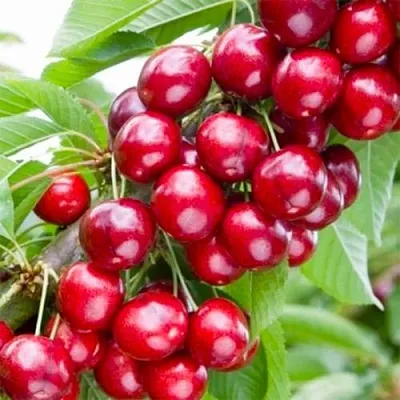 Вишня МАЛЮТКА колонновидная в Истре