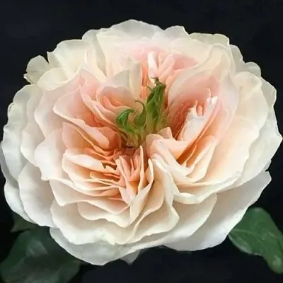 Саженцы роз ЧАРИТИ английская  Саженцы роз ЧАРИТИ английская в Истре