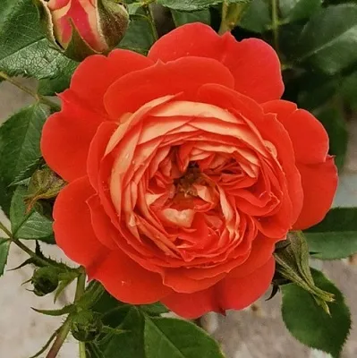 Саженцы роз СТАРЛЕТ РОУЗ КАРМЕН плетистая  Саженцы роз СТАРЛЕТ РОУЗ КАРМЕН плетистая в Истре