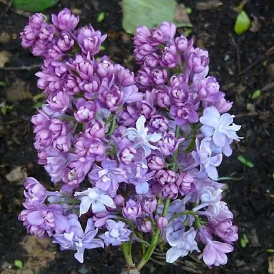 Сирень НАДЕЖДА  Сирень НАДЕЖДА в Истре