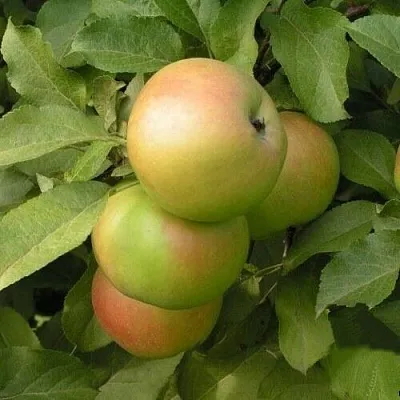 Яблоня ВЕРБНОЕ в Истре