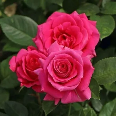 Саженцы роз ЛАВ ЛЕТТЕР флорибунда  Саженцы роз ЛАВ ЛЕТТЕР флорибунда в Истре