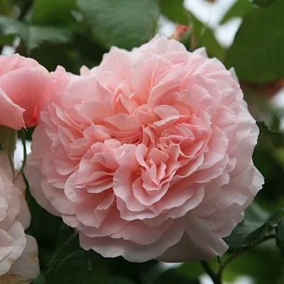 Саженцы роз РОЗ ДЕ ТОЛБИАК плетистая  Саженцы роз РОЗ ДЕ ТОЛБИАК плетистая в Истре