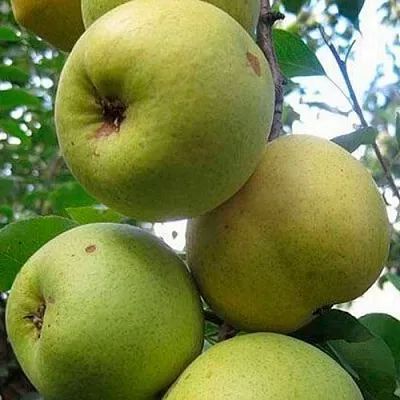 Груша РОГНЕДА в Истре