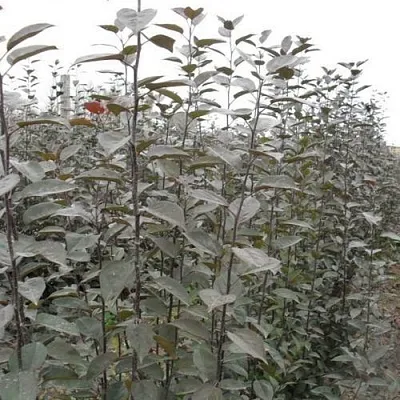 Подвой яблони 54-118  Подвой яблони 54-118 в Истре