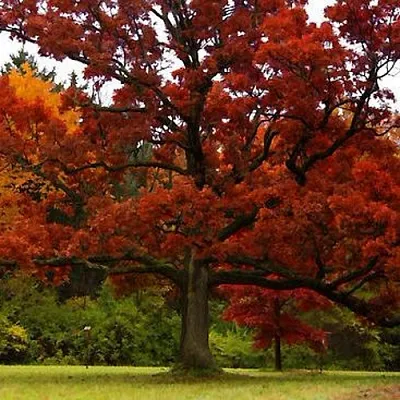 Дуб  Дуб в Истре