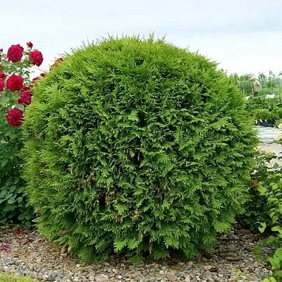 Туя ВУДВАРДИ западная  Туя ВУДВАРДИ западная в Истре