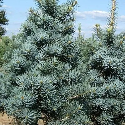 Пихта КОНКОЛОР  Пихта КОНКОЛОР в Истре