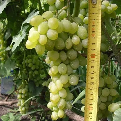 Виноград АНАНАСНЫЙ РАННИЙ  Виноград АНАНАСНЫЙ РАННИЙ в Истре