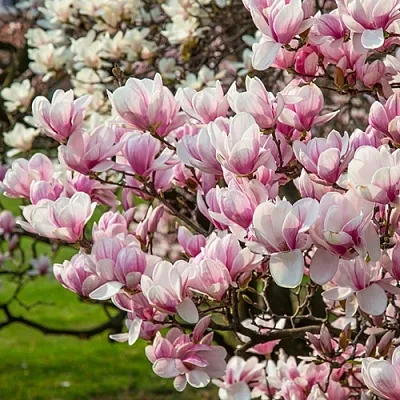 Магнолия в Истре