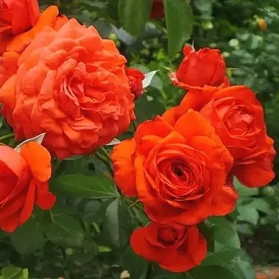 Саженцы роз МАЙНТАУЭР плетистая  Саженцы роз МАЙНТАУЭР плетистая в Истре