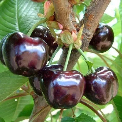 Черешня МУСКАТНАЯ  Черешня МУСКАТНАЯ в Истре