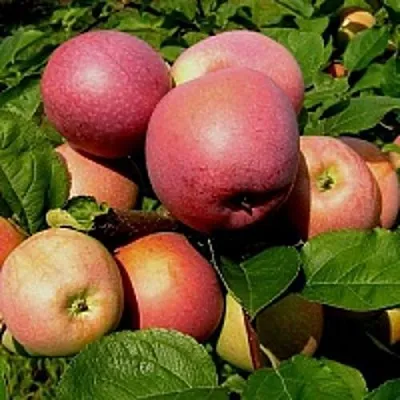 Яблоня СЛАВА ПОБЕДИТЕЛЯМ  Яблоня СЛАВА ПОБЕДИТЕЛЯМ в Истре