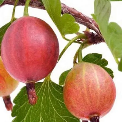 Крыжовник ЯРКИЙ  Крыжовник ЯРКИЙ в Истре