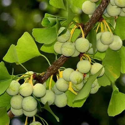 Гинкго билоба  Гинкго билоба в Истре