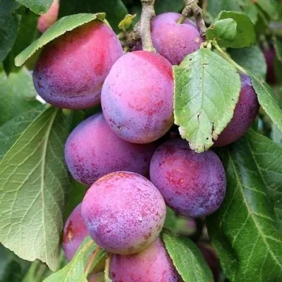 Слива БЛЮ СВИТ колонновидная  — описание сорта Слива БЛЮ СВИТ колонновидная  в Истре