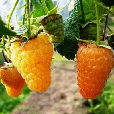 Малина ОРАНЖЕВОЕ ЧУДО в Истре