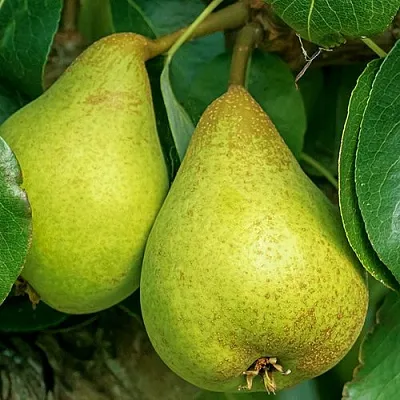 Груша Г-6 колонновидная в Истре