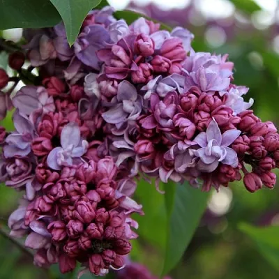 Сирень П.П.КОНЧАЛОВСКИЙ  Сирень П.П.КОНЧАЛОВСКИЙ в Истре