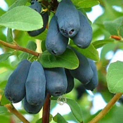 Жимолость съедобная ЮГАНА  Жимолость съедобная ЮГАНА в Истре