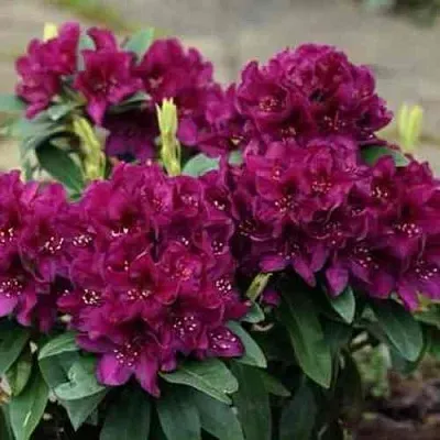 Рододендрон КАЛИ в Истре