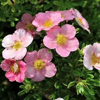 Лапчатка ЛАВЛИ ПИНК кустарниковая  Лапчатка ЛАВЛИ ПИНК кустарниковая в Истре