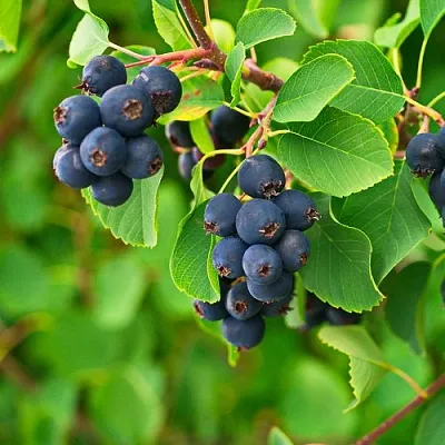 Ирга КОЛОСИСТАЯ  Ирга КОЛОСИСТАЯ в Истре