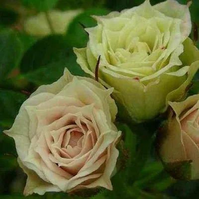 Саженцы роз ГРИН ДАЙМОНД миниатюрная  Саженцы роз ГРИН ДАЙМОНД миниатюрная в Истре