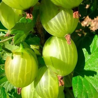 Крыжовник МАЛАХИТ  Крыжовник МАЛАХИТ в Истре