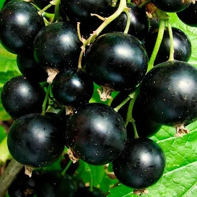 Чёрная в Истре