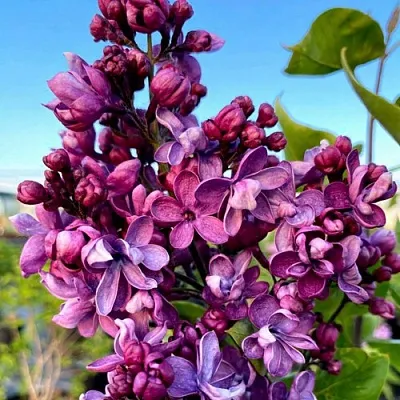 Сирень ВИОЛЕТТА  Сирень ВИОЛЕТТА в Истре