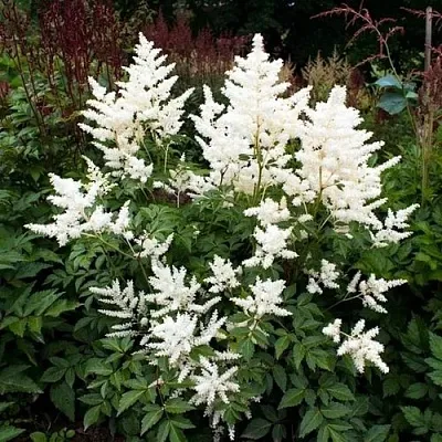 Астильба ДОЙЧЛАНД японская в Истре