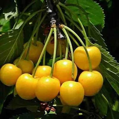 Черешня ЧЕРМАШНАЯ  Черешня ЧЕРМАШНАЯ в Истре