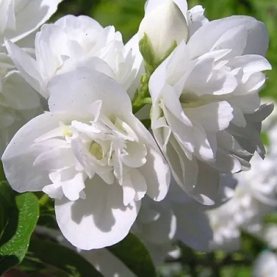 Жасмин ЖИРАНДОЛЬ  Жасмин ЖИРАНДОЛЬ в Истре